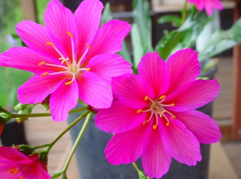 Foto: Kotyledon