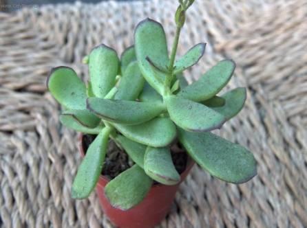 Foto: Kotyledon