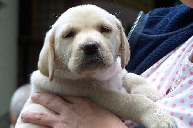 Fotky: Labradorsk� retr�vr (foto, obrazky)