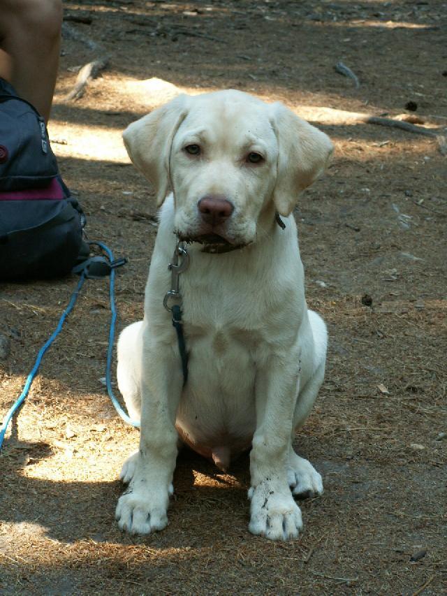 Fotky: Labradorsk� retr�vr (foto, obrazky)