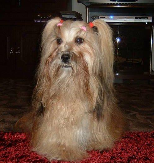 Foto: Lhasa-Chovatelsk� stanice ps�: BRI-JACK