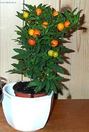 Foto: Lilek ozdobn�