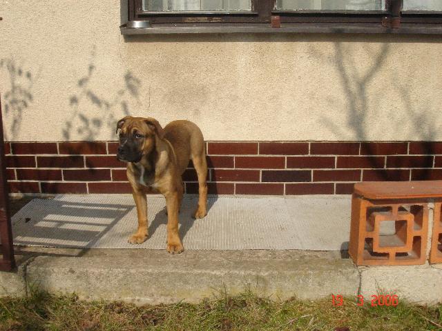 Fotky: Malorsk� doga (foto, obrazky)
