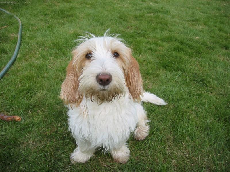 Fotky: Mal� hrubosrst� vend�esk� basset (foto, obrazky)