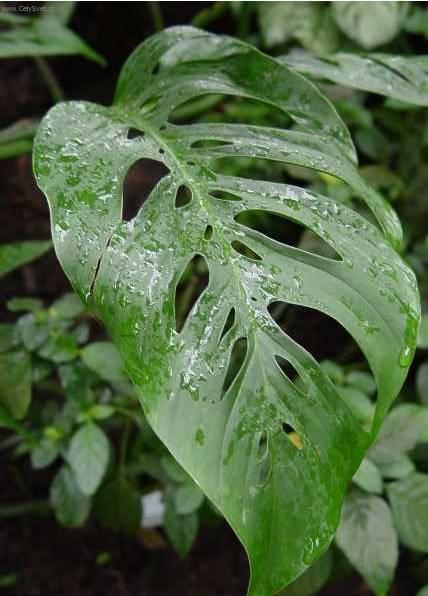 Foto: Monstera