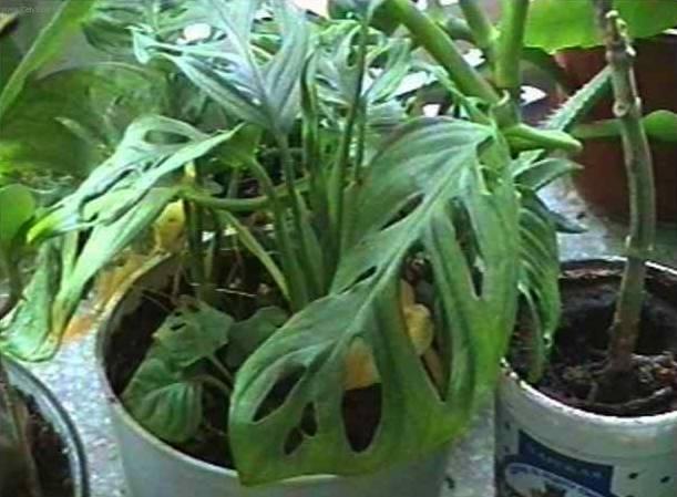 Foto: Monstera