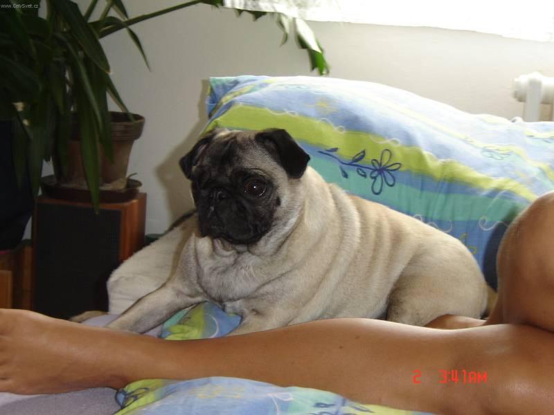 Foto: Mops-Anonymn� chovatel