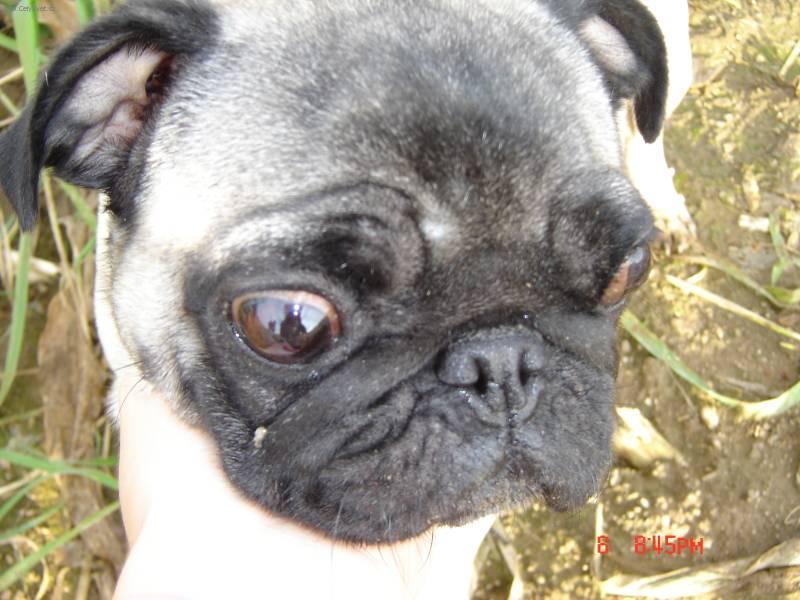 Foto: Mops-Anonymn� chovatel