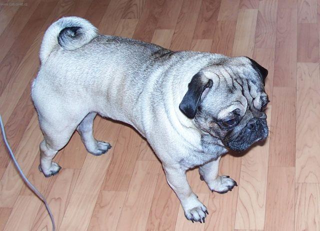 Foto: Mops-Maxik. Majitelka: Marcela