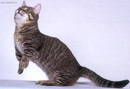 Foto: Munchkin ko�ka