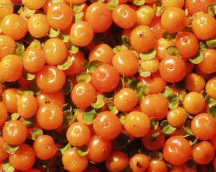 Fotky: Nertera andsk�, kor�lovka (foto, obrazky)