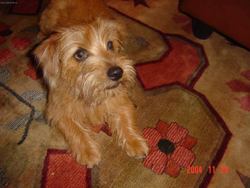 Foto: Norfolk teri�r-Chovatelka: B�biov�