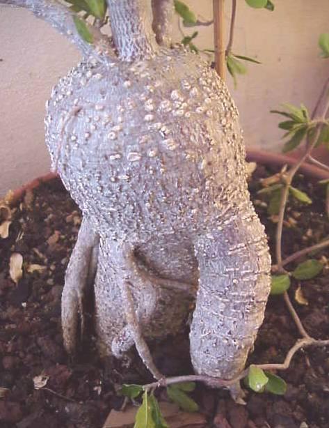 Foto: Pachyphytum