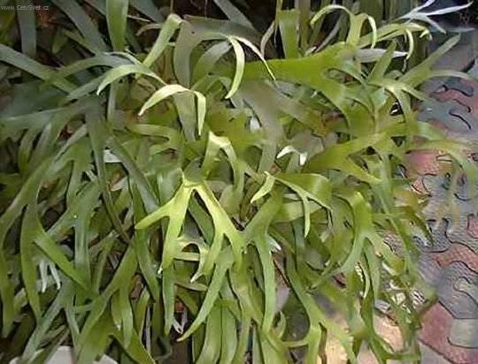 Foto: Paro�natka