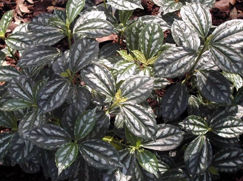 Foto: Pilea