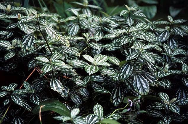 Foto: Pilea