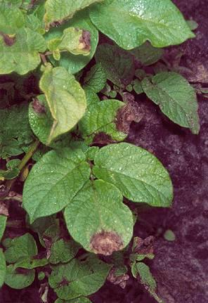 Foto: Pomoc proti nemocem-Phytophtora 2