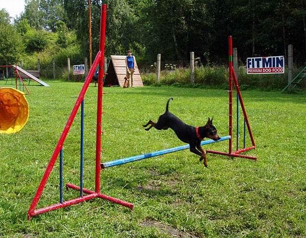 Fotky: Pra�sk� krysa��k (foto, obrazky)