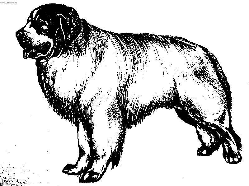 Fotky: Pyrenejsk� horsk� pes (foto, obrazky)