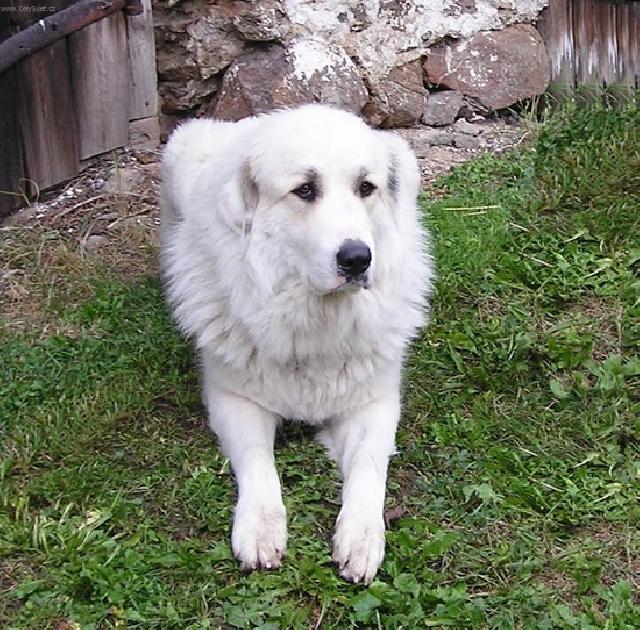 Fotky: Pyrenejsk� horsk� pes (foto, obrazky)
