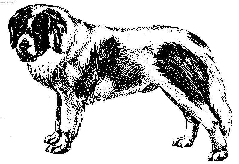 Fotky: Pyrenejsk� mastin (foto, obrazky)