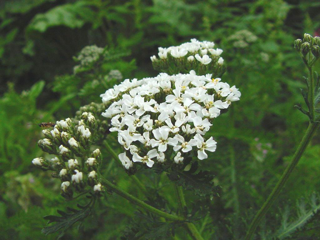 Fotky: �eb���ek obecn� (foto, obrazky)
