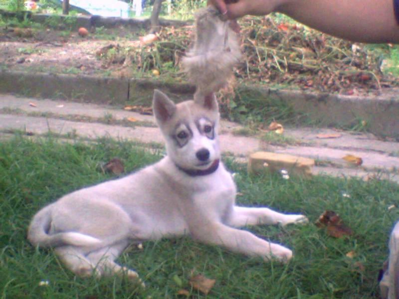 Fotky: Sibi�sk� husky (foto, obrazky)