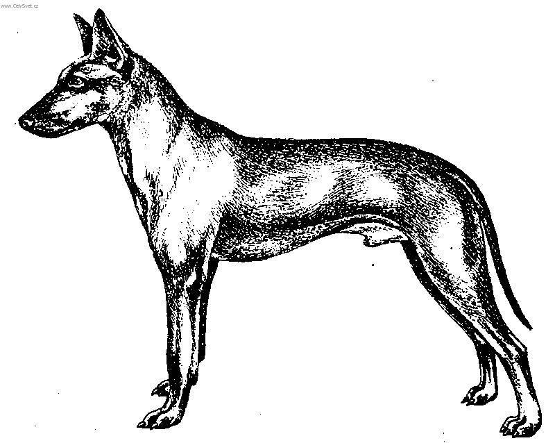 Fotky: Sicilisk� chrt (foto, obrazky)