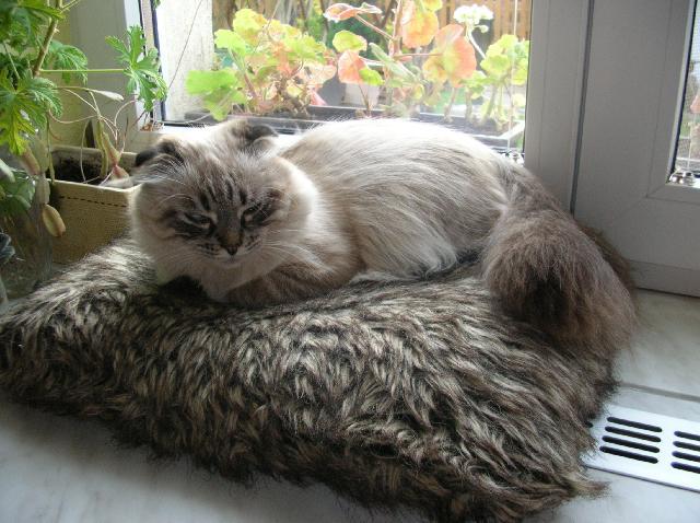 Fotky: Skotsk� klapouch� ko�ka (foto, obrazky)