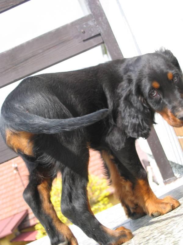 Fotky: Skotsk� setr, Gordonsetr (foto, obrazky)