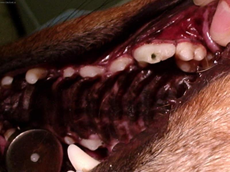 Fotky: Stomatologie - zubn� v�pln� (foto, obrazky)