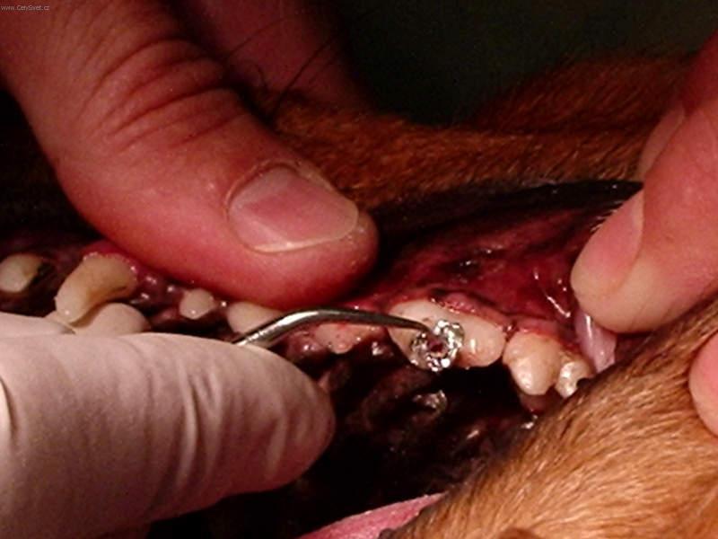 Fotky: Stomatologie - zubn� v�pln� (foto, obrazky)