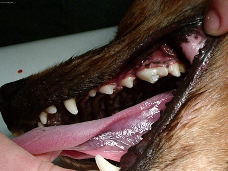 Fotky: Stomatologie - zubn� v�pln� (foto, obrazky)