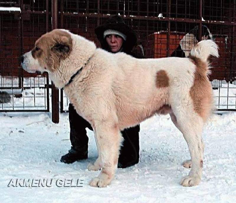 Fotky: St�edoasijsk� pasteveck� pes (foto, obrazky)