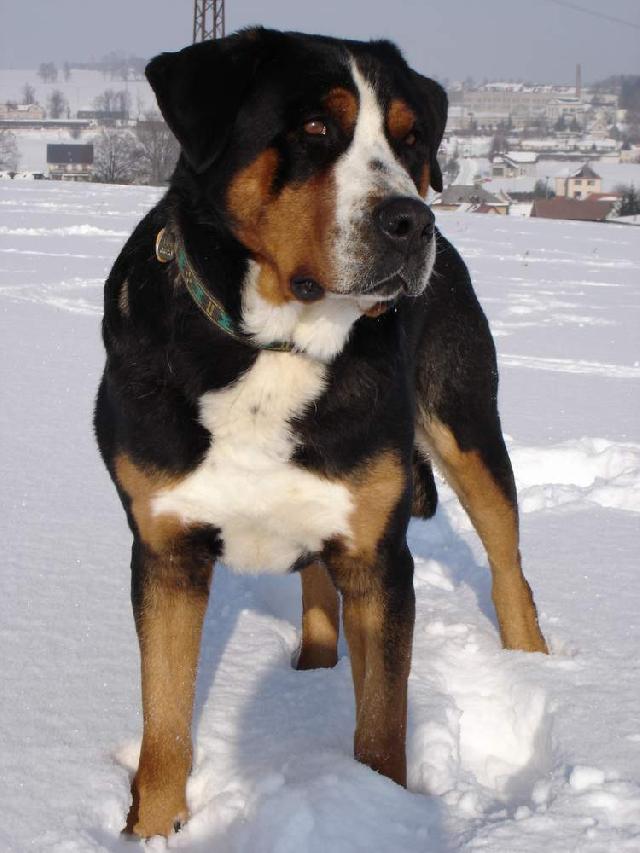 Foto: Velk� �v�carsk� sala�nick� pes-ICh. Cato Rodyry. Majitel: dog@vssp.cz