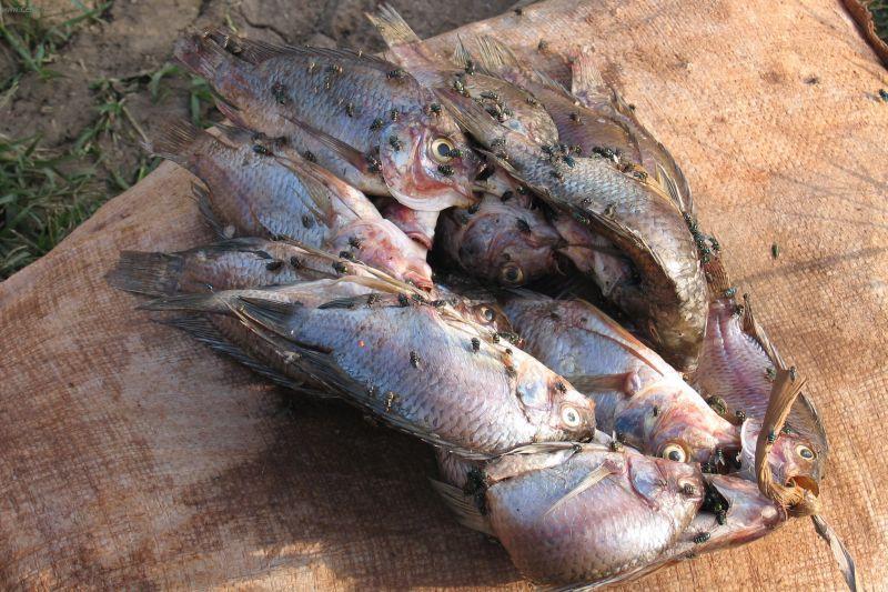 Foto: Tanzanie