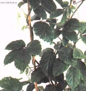 Foto: Tetrastigma