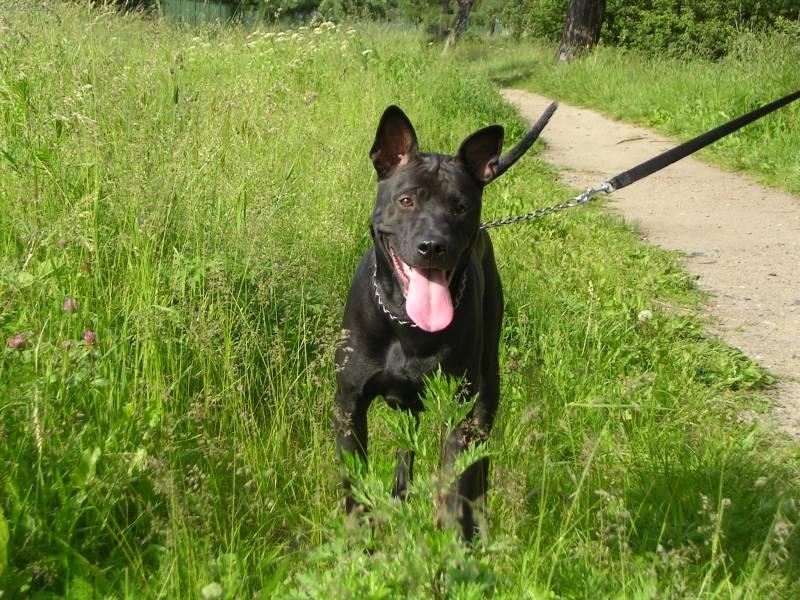 Fotky: Thajsk� ridgeback (foto, obrazky)