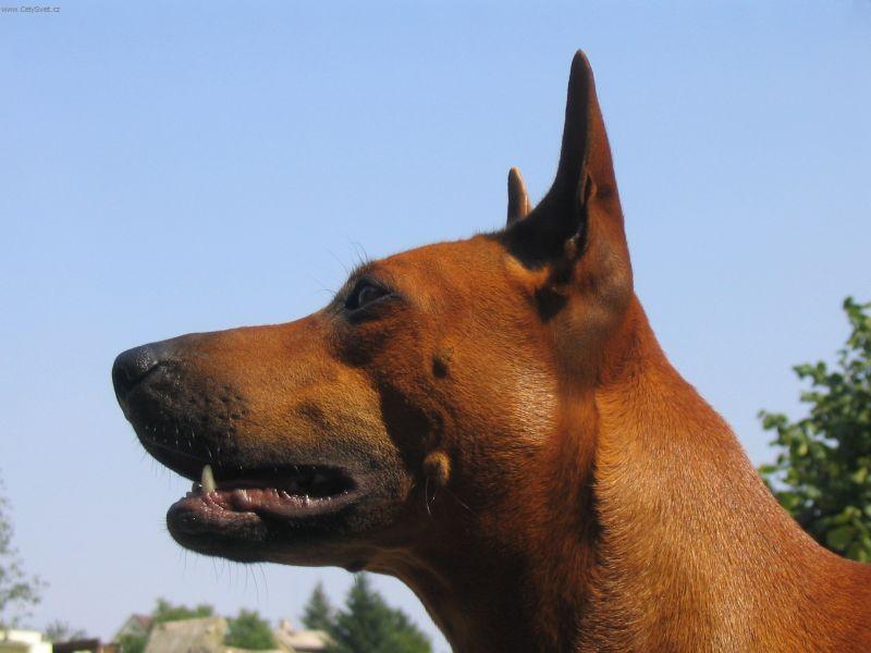 Fotky: Thajsk� ridgeback (foto, obrazky)