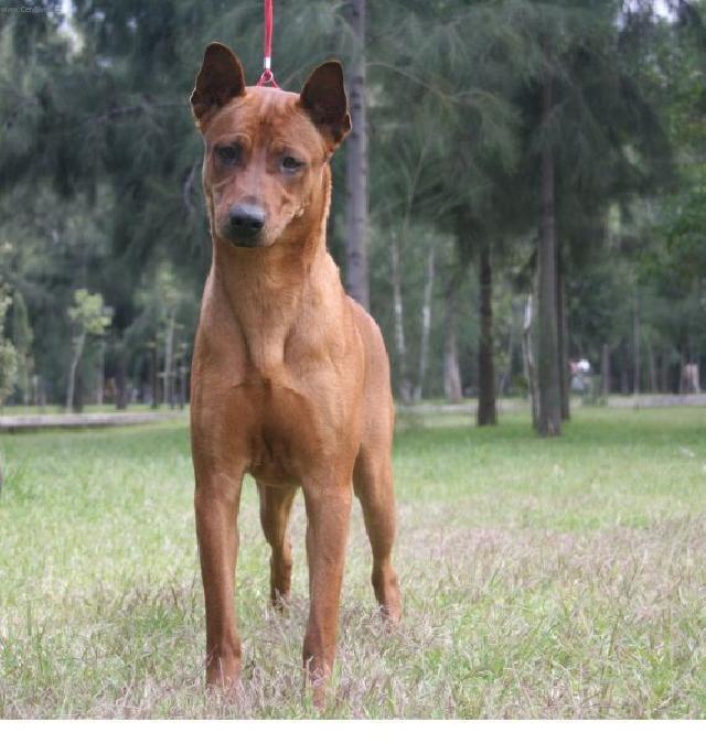 Fotky: Thajsk� ridgeback (foto, obrazky)