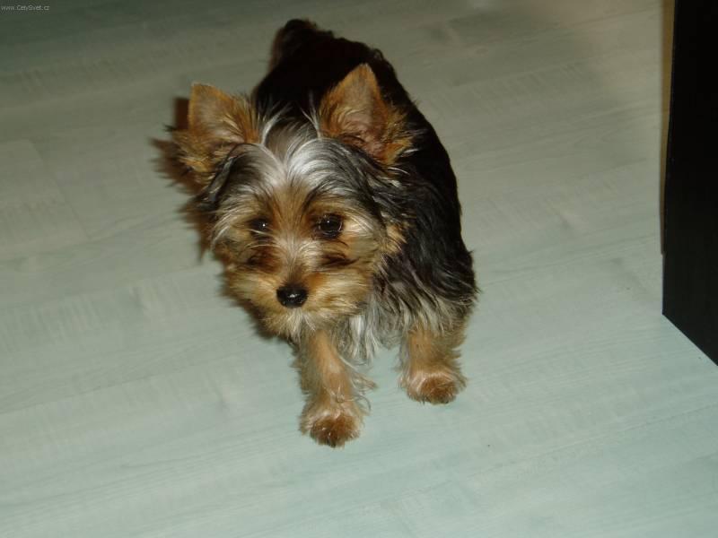 Foto: York��rsk� terier-�t�n� Jork��rsk�ho teri�ra. Majitelka: Buchtov� Veronika