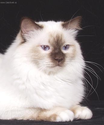 Foto: Zbarven� Chokolate point