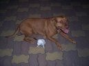 Fotky: Americk� pitbull teri�r (foto, obrazky)