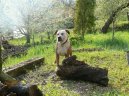Fotky: Americk� pitbull teri�r (foto, obrazky)