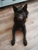 Australsk� kelpie