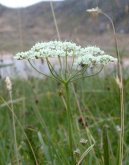 Bedrn�k Obecn�