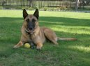 Fotky: Belgick� ov��k - Malinois (foto, obrazky)