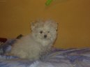 Fotky: Bolo�sk� ps�k (foto, obrazky)