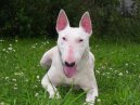 Fotky: Bulteri�r (Bullteri�r) (foto, obrazky)