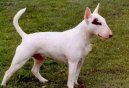 Fotky: Bulteri�r (Bullteri�r) (foto, obrazky)